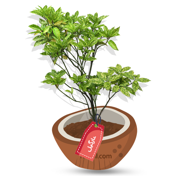  Nargil - spotted laurel